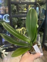 Phalaenopsis Miki Crown '16' SM/TOGA / storczyk #1 - obrazek 4