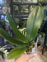 Phalaenopsis Miki Crown '16' SM/TOGA / storczyk #1 - obrazek 3