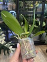 Phalaenopsis Miki Crown '16' SM/TOGA / storczyk #1 - obrazek 2
