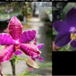 Phalaenopsis (Super Stupid x lueddemanniana) x violacea indigo 'Blue Diamond', rzadki storczyk botaniczny o woskowych, fioletowo-indygowych i magentowych kwiatach, Variegarden.