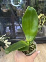 Phalaenopsis (Super Stupid x lueddemanniana) x violacea indigo 'Blue Diamond' #1 - obrazek 4