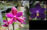 Phalaenopsis (Super Stupid x lueddemanniana) x violacea indigo 'Blue Diamond', rzadki storczyk botaniczny o woskowych, fioletowo-indygowych i magentowych kwiatach, Variegarden.