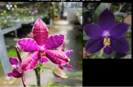 Phalaenopsis (Super Stupid x lueddemanniana) x violacea indigo 'Blue Diamond', rzadki storczyk botaniczny o woskowych, fioletowo-indygowych i magentowych kwiatach, Variegarden.