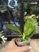Phalaenopsis (Super Stupid x lueddemanniana) x violacea indigo 'Blue Diamond' #1 - obrazek 3