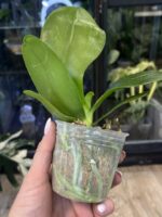Phalaenopsis (Super Stupid x lueddemanniana) x violacea indigo 'Blue Diamond' #1 - obrazek 2