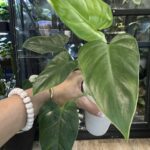 Philodendron Alatisulcatum variegata