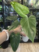 Philodendron Alatisulcatum variegata