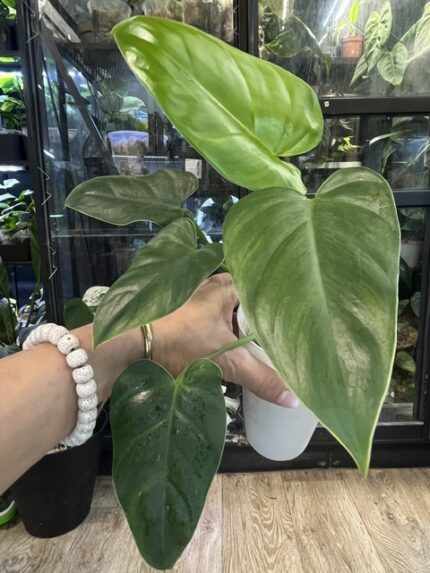 Philodendron Alatisulcatum variegata