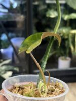 Philodendron Brown Beauty #2 - obrazek 3