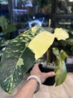 Philodendron Brown Beauty #1 - obrazek 2