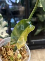 Philodendron Brown Beauty #2 - obrazek 2