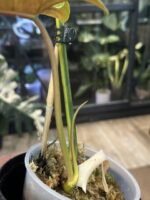 Philodendron Brown Beauty #1 - obrazek 3