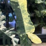 Philodendron Brown Beauty