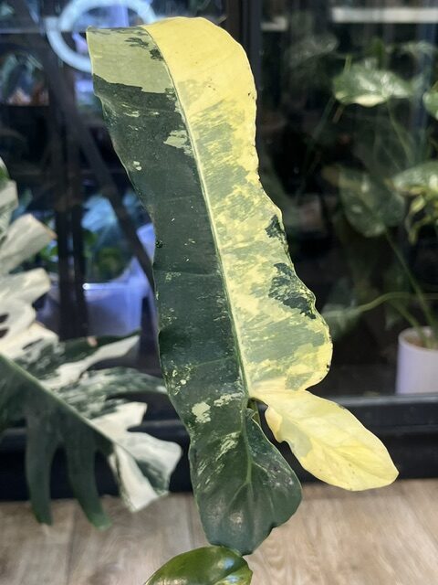 Philodendron Brown Beauty (3) Philodendron Brown Beauty