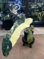 Philodendron Brown Beauty #1 - obrazek 4