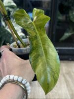 Philodendron Brown Beauty #1 - obrazek 5