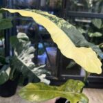 Philodendron Brown Beauty