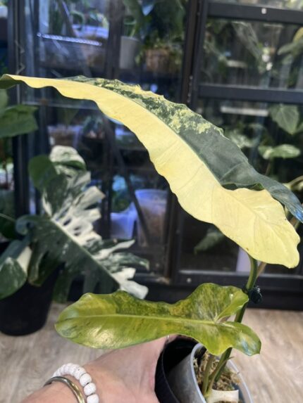 Philodendron Brown Beauty