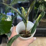 Philodendron Caramel Marble