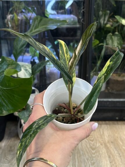 Philodendron Caramel Marble