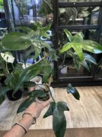 Philodendron Florida Variegata / mutacja #4 - obrazek 3