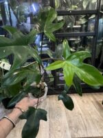 Philodendron Florida Variegata / mutacja #4 - obrazek 2