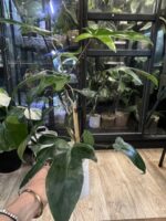 Philodendron Florida Variegata / mutacja #4 - obrazek 4