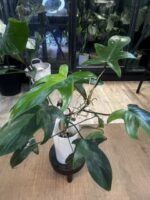 Philodendron Florida Variegata / mutacja #4 - obrazek 6