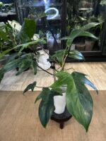 Philodendron Florida Variegata / mutacja #4 - obrazek 5