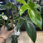 Philodendron Florida Beauty
