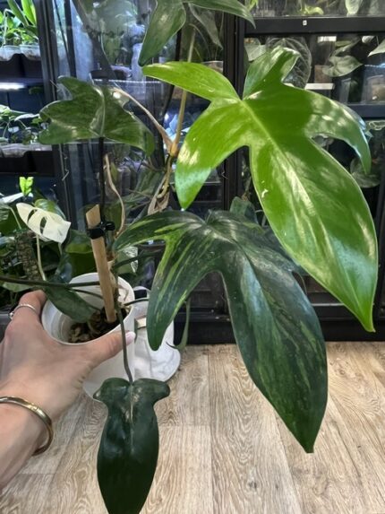 Philodendron Florida Beauty