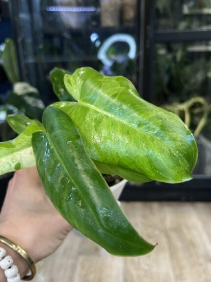 Philodendron Paraiso verde albo