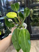 Philodendron Prince of Orange Variegata #5 - obrazek 3
