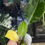 Philodendron Prince of Orange Variegata
