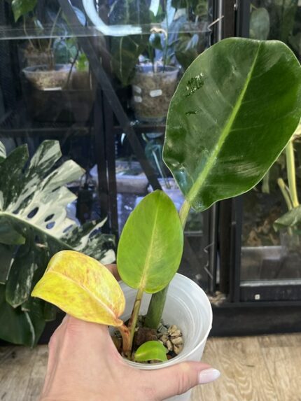 Philodendron Prince of Orange Variegata