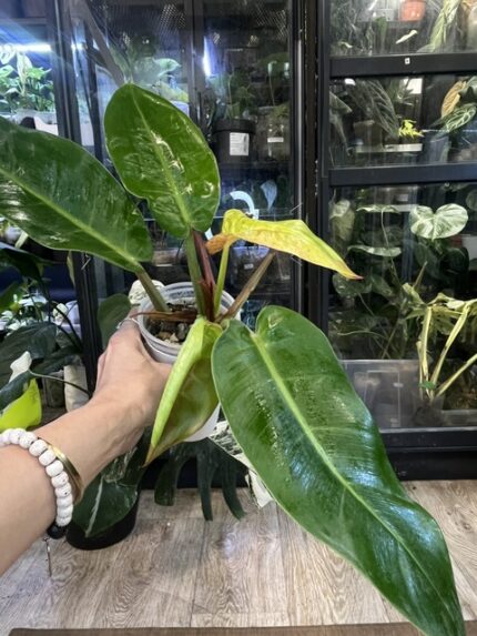 Philodendron Prince of Orange Variegata