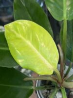 Philodendron Prince of Orange Variegata #5 - obrazek 2
