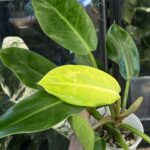 Philodendron Prince of Orange Variegata