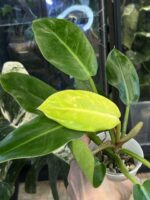 Philodendron Prince of Orange Variegata