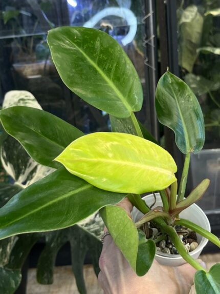 Philodendron Prince of Orange Variegata