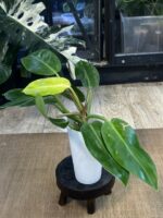 Philodendron Prince of Orange Variegata #5 - obrazek 4