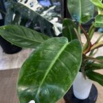 Philodendron Prince of Orange Variegata