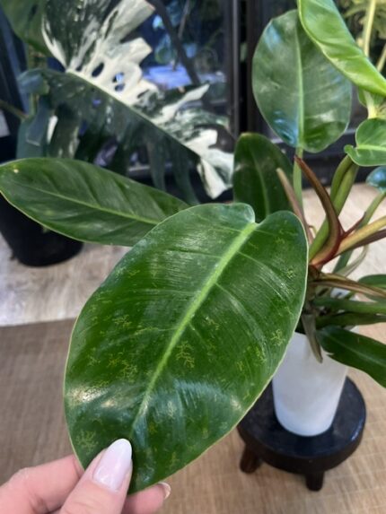 Philodendron Prince of Orange Variegata