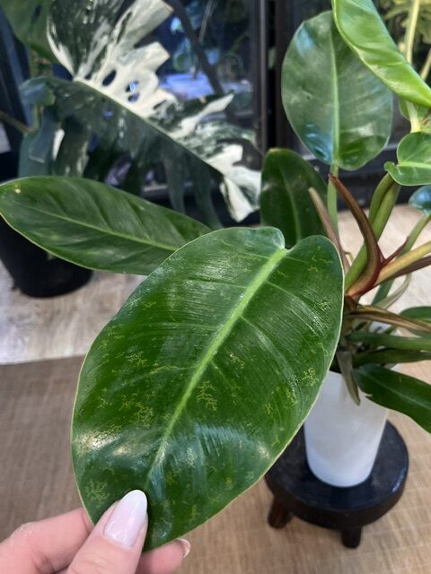 Philodendron Prince of Orange Variegata (5) Philodendron Prince of Orange Variegata