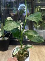 Scindapsus longistipitatus Lipstick #1 - obrazek 3