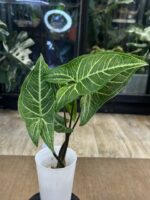 Syngonium Batik Variegata #3 - obrazek 6