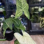 Syngonium Batik variegata
