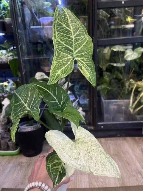 Syngonium Batik variegata (1) Syngonium Batik variegata
