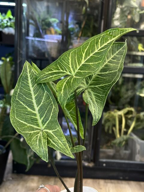 Syngonium Batik variegata (2) Syngonium Batik variegata