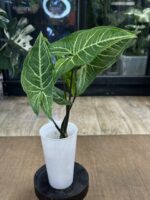 Syngonium Batik Variegata #3 - obrazek 2